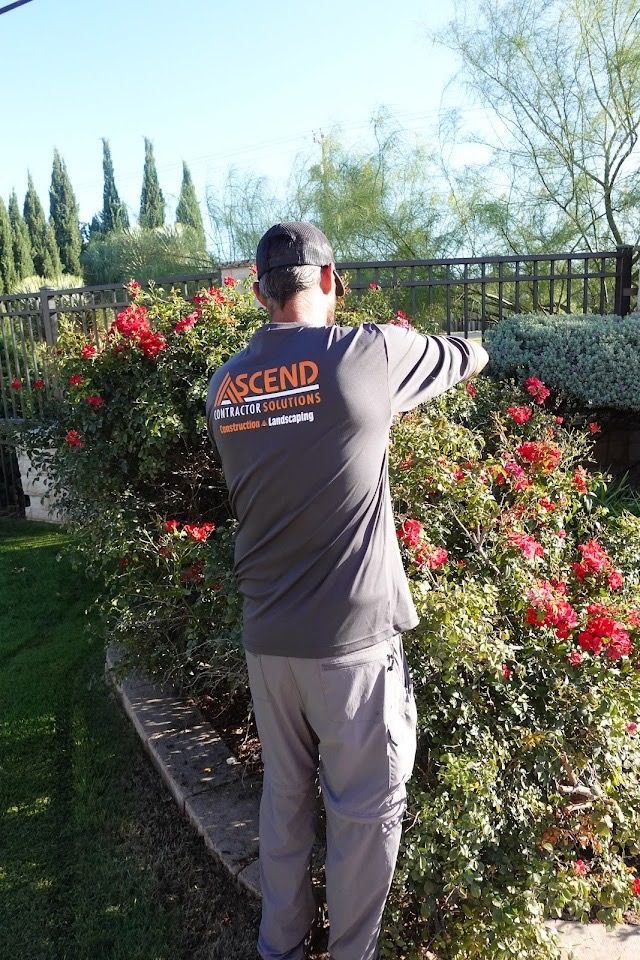 An Ascend crew member trimming roses along an iron fence
