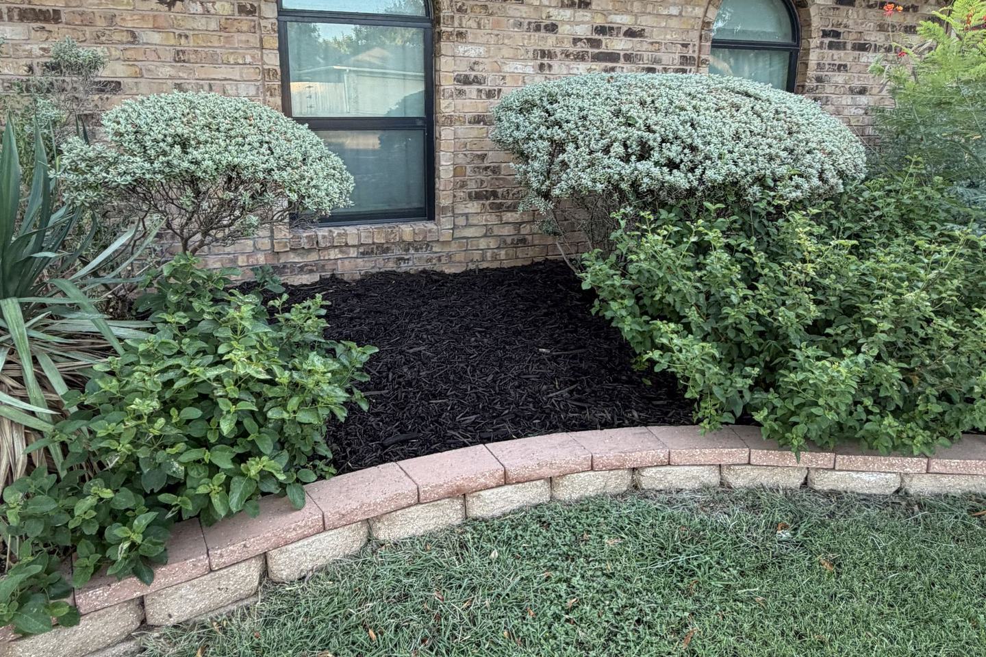 After: shaped shrubs and fresh dark mulch in the same bed