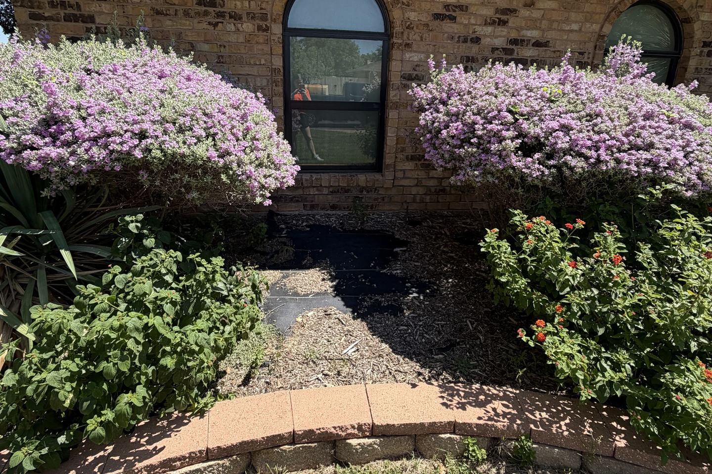 Before: overgrown shrubs in a front bed
