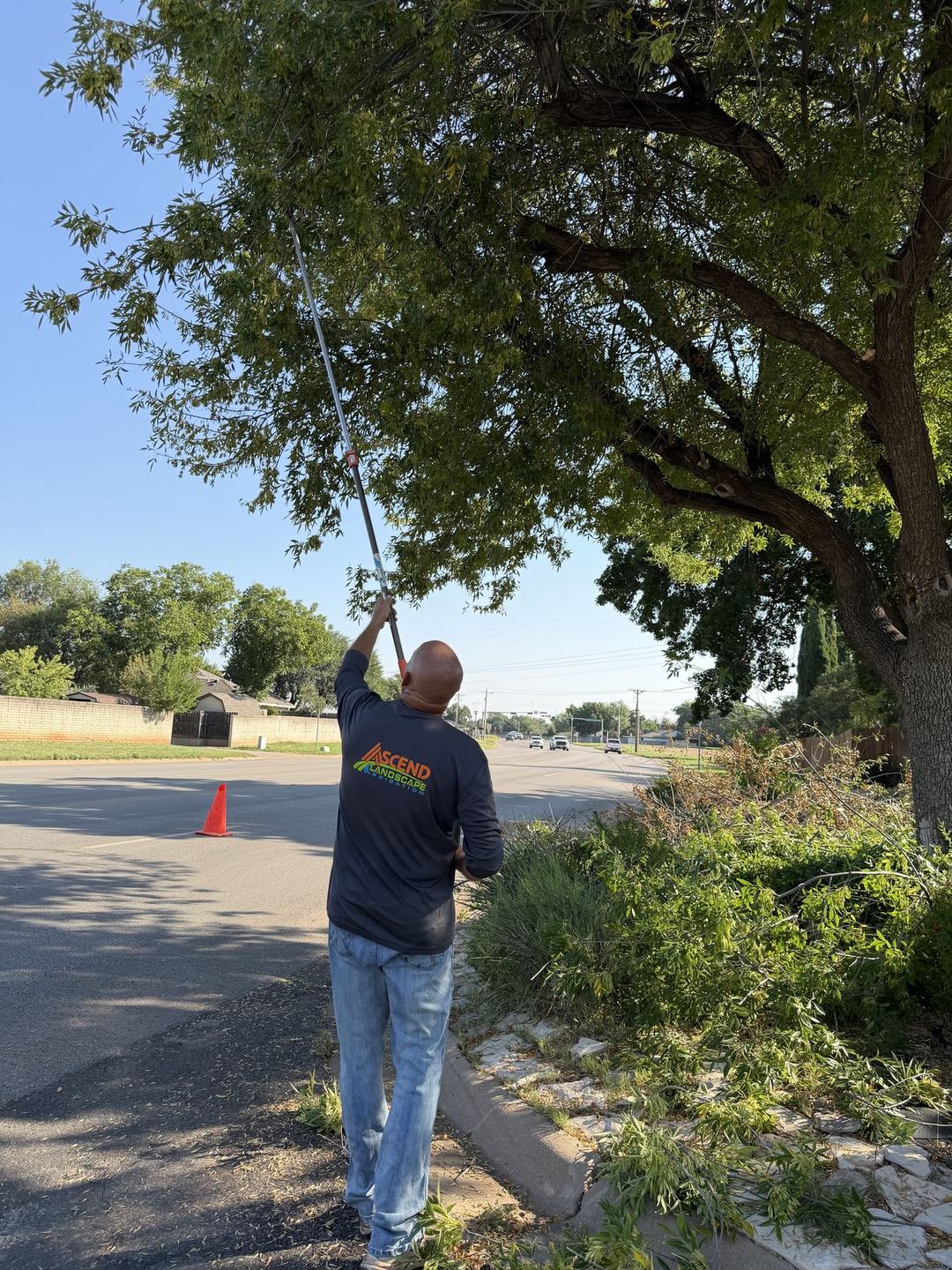 Crew member pruning a tree along a street with a pole saw
