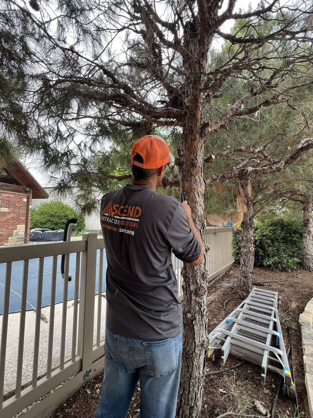 Crew member trimming a tree from a ladder